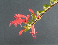 Aeschynanthus buxifolius 'Kr7898'
